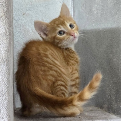 Katerchen Kuno und Indy möchten Dich kennenlernen, EKH Jungtier - Kater