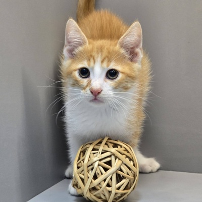 Katerchen Kuno und Indy möchten Dich kennenlernen, EKH Jungtier - Kater
