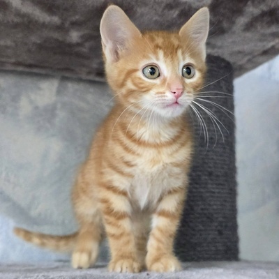 Katerchen Kuno und Indy möchten Dich kennenlernen, EKH Jungtier - Kater