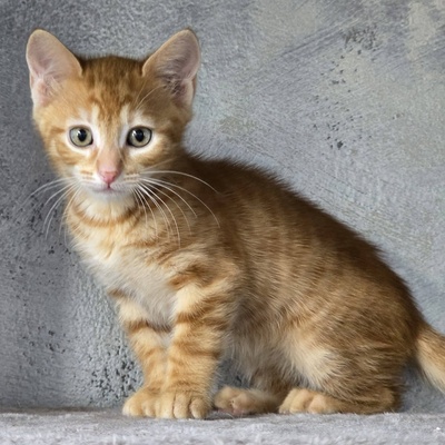 Katerchen Kuno und Indy möchten Dich kennenlernen, EKH Jungtier - Kater