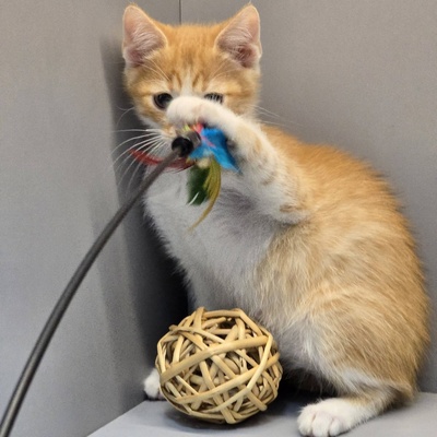 Katerchen Kuno und Indy möchten Dich kennenlernen, EKH Jungtier - Kater