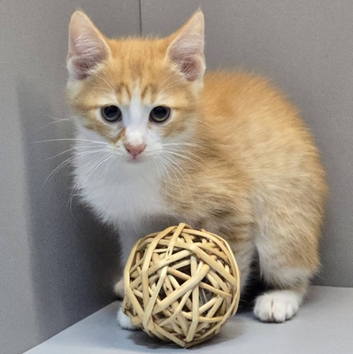 Katerchen Kuno und Indy möchten Dich kennenlernen, EKH Jungtier - Kater