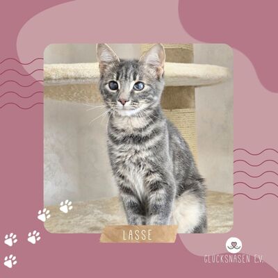 Katerchen Lasse möchte Deine Welt erobern