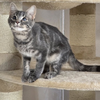 Katerchen Lasse möchte Deine Welt erobern, EKH Jungtier - Kater