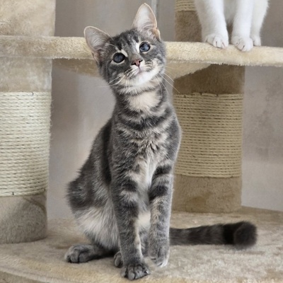 Katerchen Lasse möchte Deine Welt erobern, EKH Jungtier - Kater