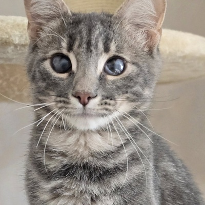 Katerchen Lasse möchte Deine Welt erobern, EKH Jungtier - Kater