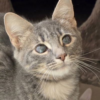 Katerchen Lasse möchte Deine Welt erobern, EKH Jungtier - Kater