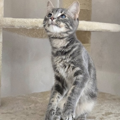 Katerchen Lasse möchte Deine Welt erobern, EKH Jungtier - Kater