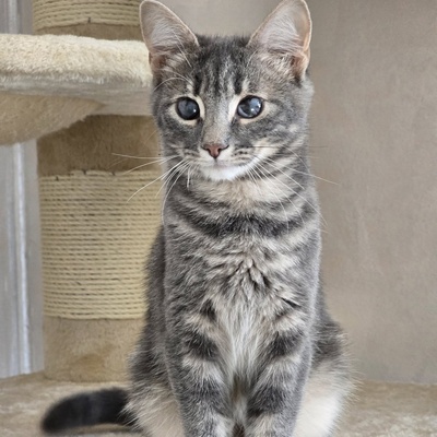 Katerchen Lasse möchte Deine Welt erobern, EKH Jungtier - Kater