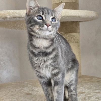 Katerchen Lasse möchte Deine Welt erobern, EKH Jungtier - Kater