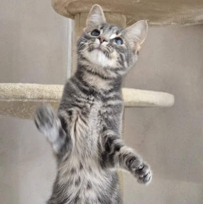 Katerchen Lasse möchte Deine Welt erobern, EKH Jungtier - Kater