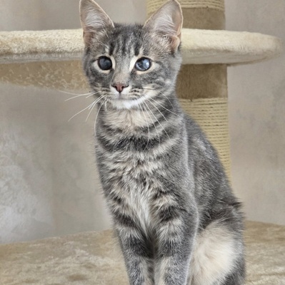 Katerchen Lasse möchte Deine Welt erobern, EKH Jungtier - Kater