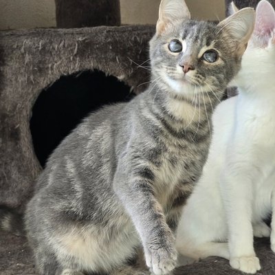 Katerchen Lasse möchte Deine Welt erobern, EKH Jungtier - Kater