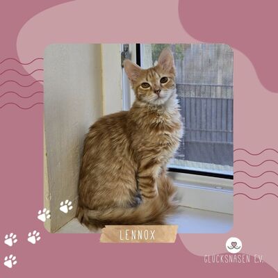Katerchen Lennox freut sich über Post, EKH Jungtier - Kater