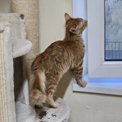 Katerchen Lennox freut sich über Post, EKH Jungtier - Kater
