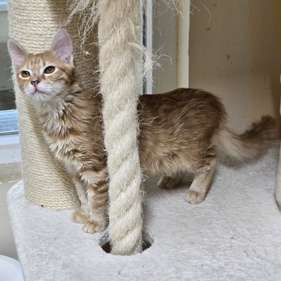 Katerchen Lennox freut sich über Post, EKH Jungtier - Kater