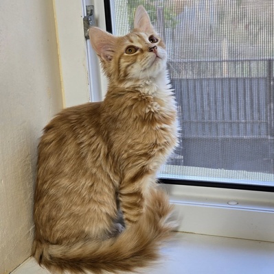 Katerchen Lennox freut sich über Post, EKH Jungtier - Kater