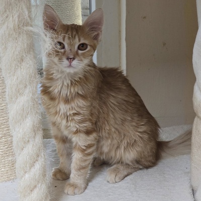 Katerchen Lennox freut sich über Post, EKH Jungtier - Kater