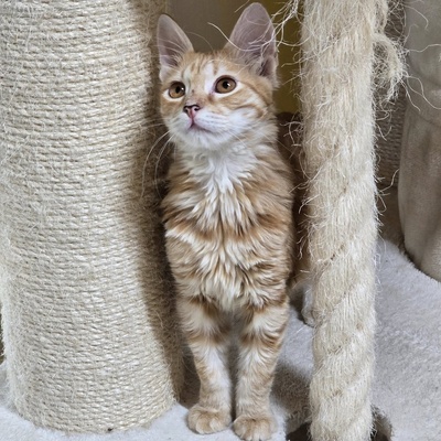 Katerchen Lennox freut sich über Post, EKH Jungtier - Kater
