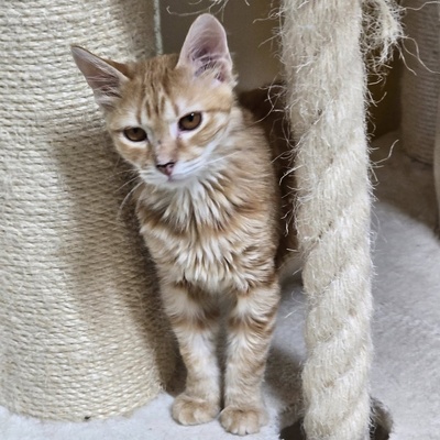 Katerchen Lennox freut sich über Post, EKH Jungtier - Kater