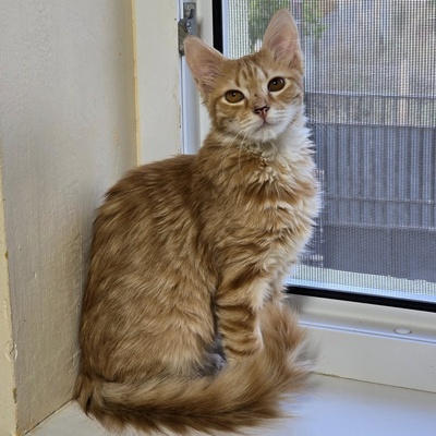 Katerchen Lennox freut sich über Post, EKH Jungtier - Kater