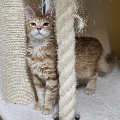 Katerchen Lennox freut sich über Post, EKH Jungtier - Kater
