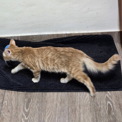 Katerchen Lennox freut sich über Post, EKH Jungtier - Kater