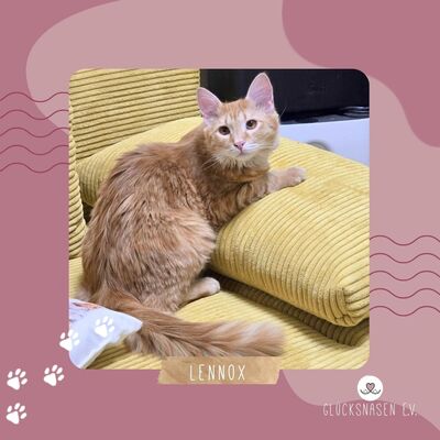 Katerchen Lennox wartet auf Post