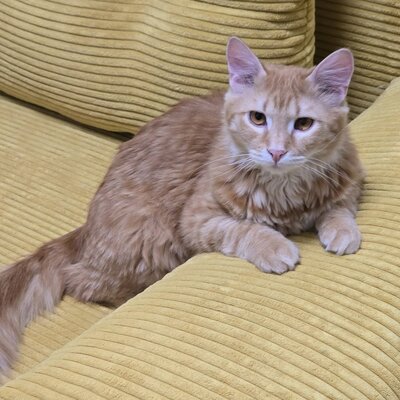 Katerchen Lennox wartet auf Post, EKH Jungtier - Kater