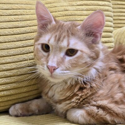 Katerchen Lennox wartet auf Post, EKH Jungtier - Kater