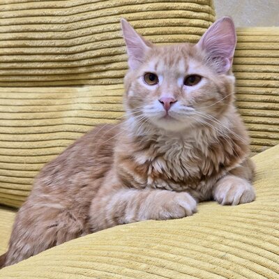 Katerchen Lennox wartet auf Post, EKH Jungtier - Kater