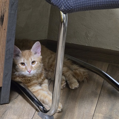 Katerchen Lennox wartet auf Post, EKH Jungtier - Kater