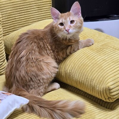 Katerchen Lennox wartet auf Post, EKH Jungtier - Kater