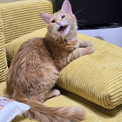 Katerchen Lennox wartet auf Post, EKH Jungtier - Kater