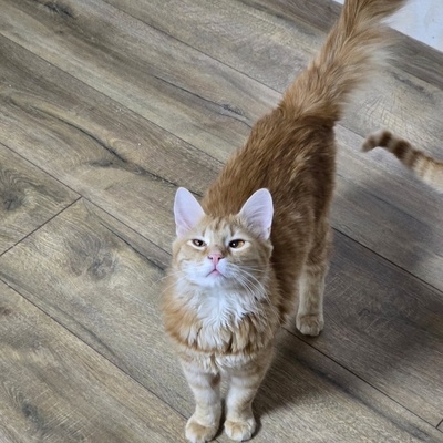 Katerchen Lennox wartet auf Post, EKH Jungtier - Kater