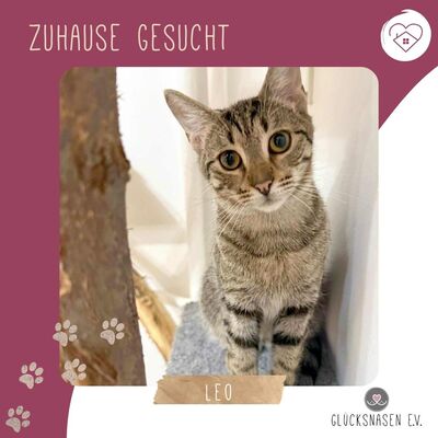 Katerchen Leo möchte gern reisen, EKH Jungtier - Kater