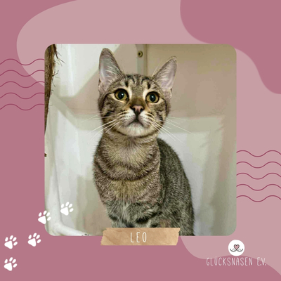Katerchen Leo sucht seine Familie, EKH Jungtier - Kater