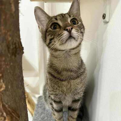 Katerchen Leo sucht seine Familie, EKH Jungtier - Kater