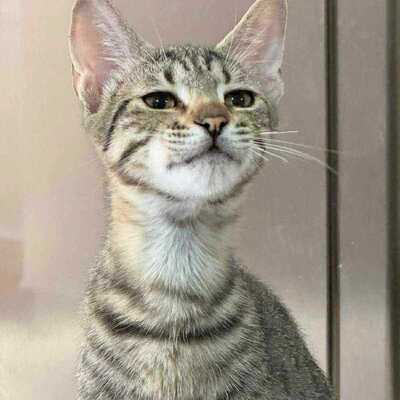 Katerchen Leo sucht seine Familie, EKH Jungtier - Kater