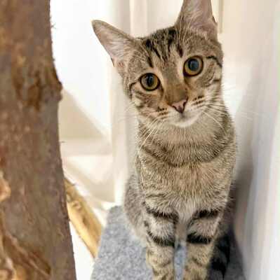 Katerchen Leo sucht seine Familie, EKH Jungtier - Kater