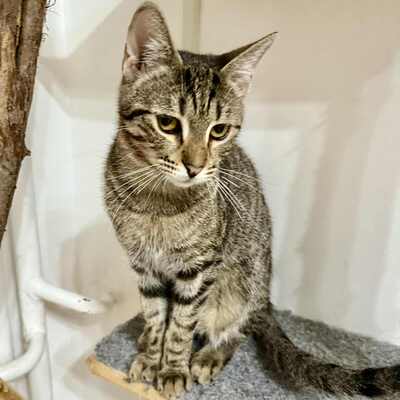 Katerchen Leo sucht seine Familie, EKH Jungtier - Kater