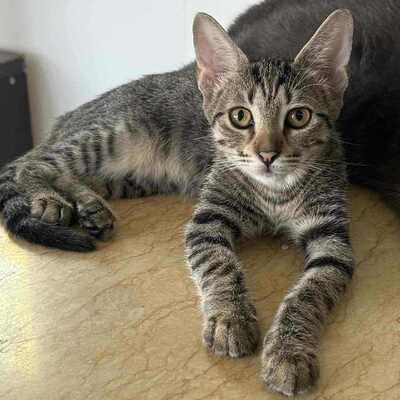 Katerchen Leo sucht seine Familie, EKH Jungtier - Kater