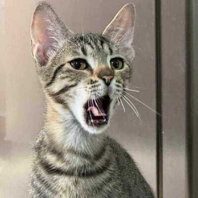 Katerchen Leo sucht seine Familie, EKH Jungtier - Kater