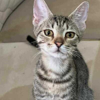 Katerchen Leo sucht seine Familie, EKH Jungtier - Kater