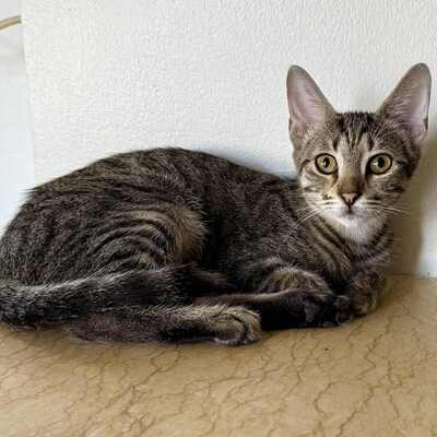 Katerchen Leo wartet auf sein Körbchen, EKH Jungtier - Kater