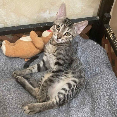 Katerchen Leo wartet auf sein Körbchen, EKH Jungtier - Kater