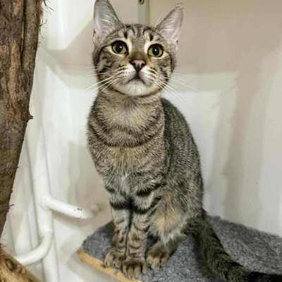 Katerchen Leo wartet auf sein Körbchen, EKH Jungtier - Kater