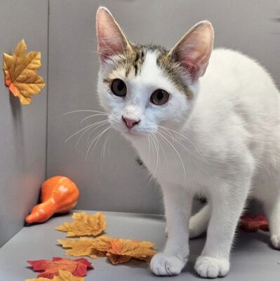 Katerchen Loki kuschelt sehr gern, EKH - Kater