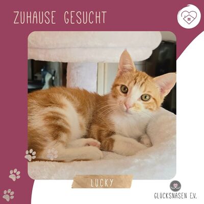 Katerchen Lucky packt gern seinen Koffer