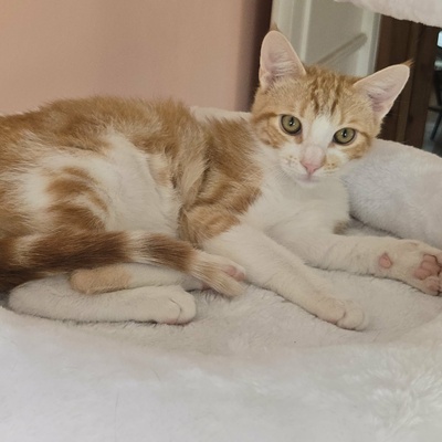 Katerchen Lucky packt gern seinen Koffer, EKH Jungtier - Kater